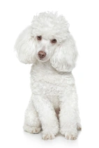 Caniche Toy Dogs Raza - Características, Fotos & Precio | MundoAnimalia