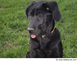 Ca de Bestiar - Perro de Pastor Mallorquín Dogs Raza - Características, Fotos & Precio | MundoAnimalia