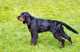 Gordon Setter Dogs Breed - Information, Temperament, Size & Price | Lancaster Puppies
