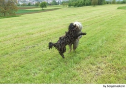 Bergamasco Dogs Breed - Information, Temperament, Size & Price | Lancaster Puppies