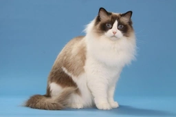 Ragdoll Cats Razza - Prezzo, Temperamento & Foto | AnnunciAnimali