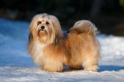 Havanese Dogs Breed - Information, Temperament, Size & Price | Lancaster Puppies