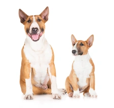 Bull terrier Dogs Razza - Prezzo, Temperamento & Foto | AnnunciAnimali