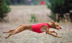 Cirneco del Etna Dogs Raza - Características, Fotos & Precio | MundoAnimalia