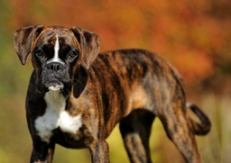 Boxer Dogs Breed - Information, Temperament, Size & Price | Pets4Homes