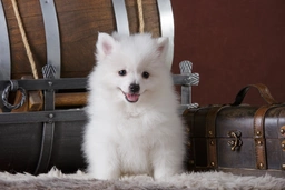 Volpino italiano Dogs Razza - Prezzo, Temperamento & Foto | AnnunciAnimali