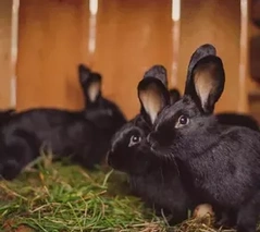 Siberian Rabbits Breed - Information, Temperament, Size & Price | Pets4Homes