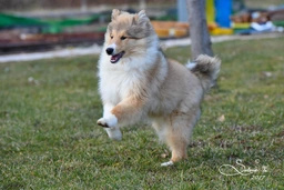 Pastore Scozzese Dogs Razza - Prezzo, Temperamento & Foto | AnnunciAnimali