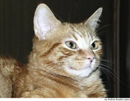 Europeo de Pelo Corto Cats Raza - Características, Fotos & Precio | MundoAnimalia