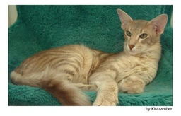 Javanés Cats Raza - Características, Fotos & Precio | MundoAnimalia