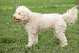 Lagotto Romagnolo Dogs Ras: Karakter, Levensduur & Prijs | Puppyplaats
