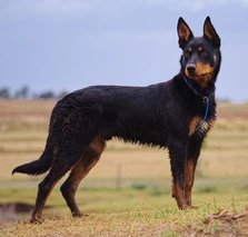 Kelpie Australiano Dogs Razza - Prezzo, Temperamento & Foto | AnnunciAnimali