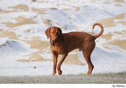 Vizsla korthaar Dogs Ras: Karakter, Levensduur & Prijs | Puppyplaats