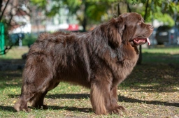 Newfoundlander Dogs Ras: Karakter, Levensduur & Prijs | Puppyplaats