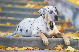 Catahoula Leopard Dog Dogs Breed - Information, Temperament, Size & Price | Pets4Homes