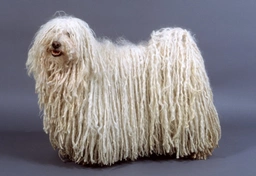 Hungarian Puli Dogs Breed - Information, Temperament, Size & Price | Lancaster Puppies