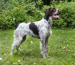 German Wirehaired Pointer Dogs Breed - Information, Temperament, Size & Price | Lancaster Puppies