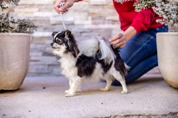 Chihuahua Dogs Razza - Prezzo, Temperamento & Foto | AnnunciAnimali