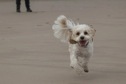Cavachon Dogs Ras: Karakter, Levensduur & Prijs | Puppyplaats