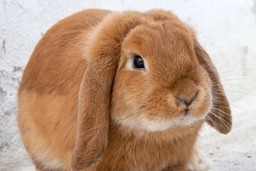 Cashmere Lop Rabbits Breed - Information, Temperament, Size & Price | Pets4Homes