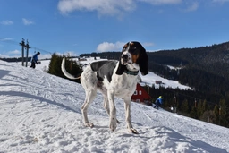 Segugio Svizzero Dogs Razza - Prezzo, Temperamento & Foto | AnnunciAnimali