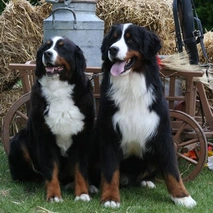 Bernese Mountain Dog Dogs Breed - Information, Temperament, Size & Price | Pets4Homes