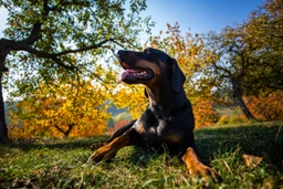 Slovensky Kopov Dogs Breed - Information, Temperament, Size & Price | Lancaster Puppies