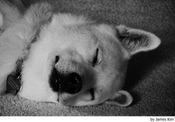 Perro Jindo Coreano Dogs Raza - Características, Fotos & Precio | MundoAnimalia