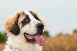 Ciobanesc de Bucovina Dogs Razza - Prezzo, Temperamento & Foto | AnnunciAnimali