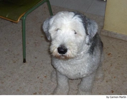 Old English Sheepdog Dogs Ras: Karakter, Levensduur & Prijs | Puppyplaats