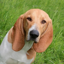 Segugio Svizzero Dogs Razza - Prezzo, Temperamento & Foto | AnnunciAnimali