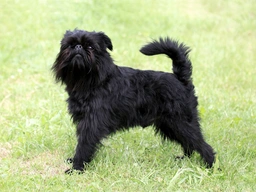 Grifón Belga Dogs Raza - Características, Fotos & Precio | MundoAnimalia