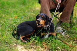 Slovensky Kopov Dogs Breed - Information, Temperament, Size & Price | Lancaster Puppies