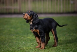 Gordon Setter Dogs Breed - Information, Temperament, Size & Price | Lancaster Puppies