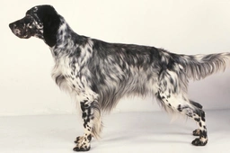 English Setter Dogs Breed - Information, Temperament, Size & Price | Lancaster Puppies