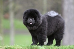 Chow Chow Dogs Breed - Information, Temperament, Size & Price | Lancaster Puppies