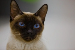 Toybob Cats Breed - Information, Temperament, Size & Price | Pets4Homes