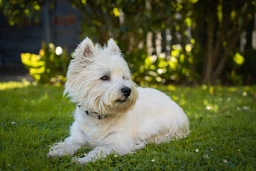 West Highland Terrier Dogs Breed - Information, Temperament, Size & Price | Pets4Homes