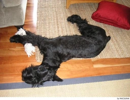 Riesenschnauzer Dogs Ras: Karakter, Levensduur & Prijs | Puppyplaats