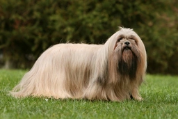 Lhasa Apso Dogs Breed - Information, Temperament, Size & Price | Pets4Homes