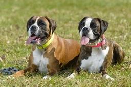 Boxer Dogs Breed - Information, Temperament, Size & Price | Pets4Homes