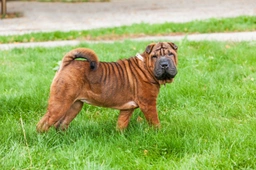 Shar Pei Dogs Razza - Prezzo, Temperamento & Foto | AnnunciAnimali
