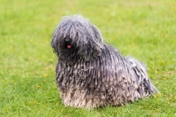 Hungarian Puli Dogs Breed - Information, Temperament, Size & Price | Lancaster Puppies
