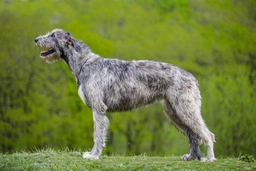 Irish Wolfhound Dogs Breed - Information, Temperament, Size & Price | Pets4Homes
