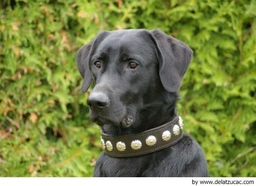 Ca de Bestiar - Perro de Pastor Mallorquín Dogs Raza - Características, Fotos & Precio | MundoAnimalia