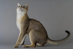 Singapura Cats Breed - Information, Temperament, Size & Price | Pets4Homes