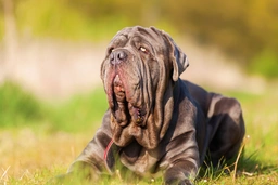 Neapolitan Mastiff Dogs Breed - Information, Temperament, Size & Price | Pets4Homes
