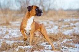 Boxer Dogs Breed - Information, Temperament, Size & Price | Pets4Homes