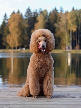 Barbone Dogs Razza - Prezzo, Temperamento & Foto | AnnunciAnimali