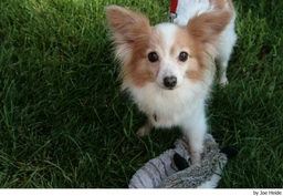 Vlinderhondje Dogs Ras: Karakter, Levensduur & Prijs | Puppyplaats